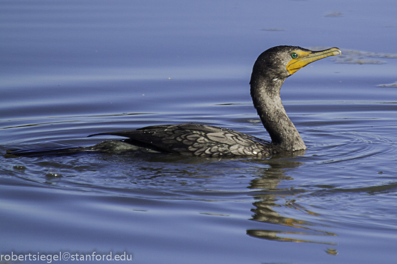 cormant on water